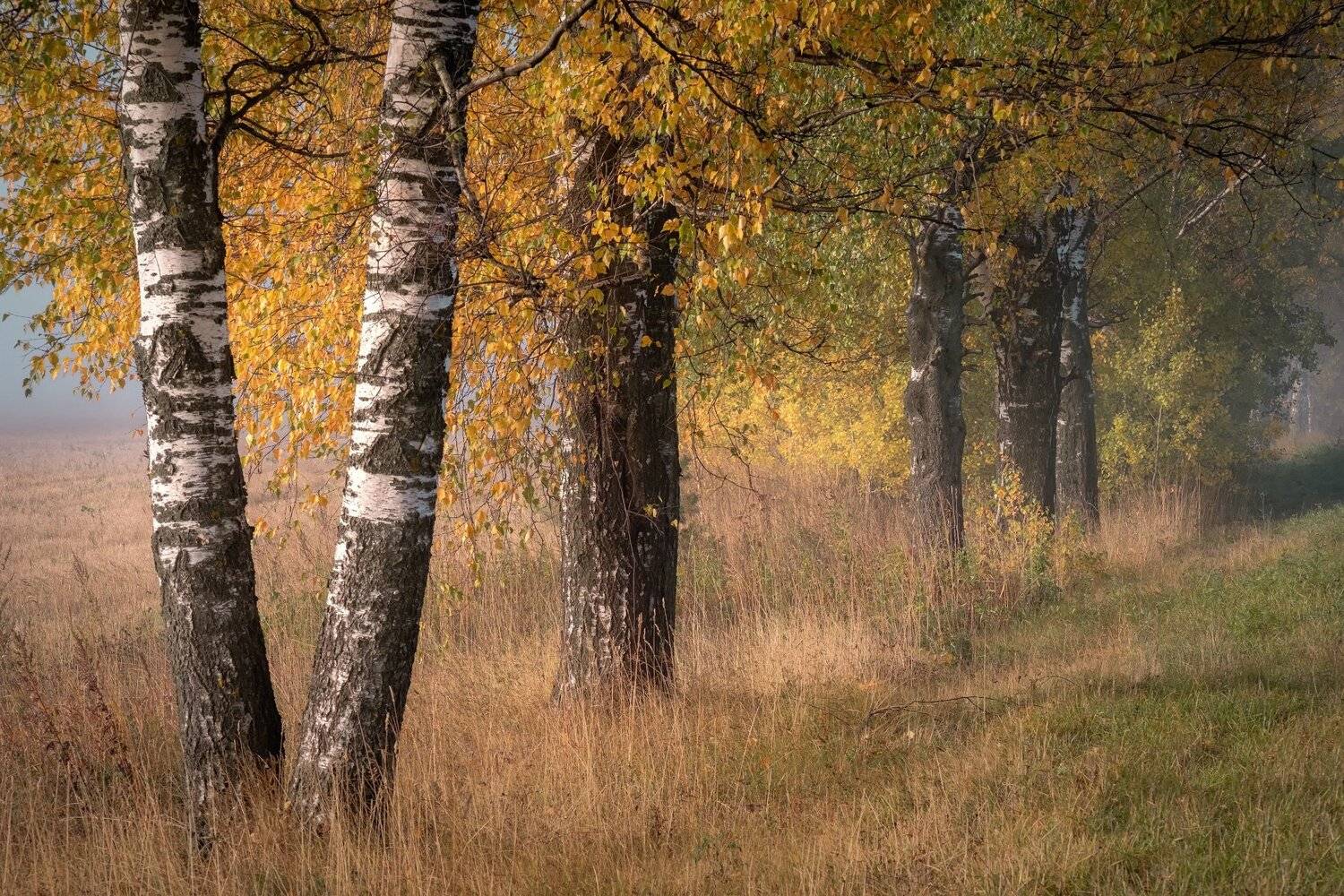 березы, деревья, утро, туман, прохлада, осень, сентябрь, бабье лето, Андрей Чиж