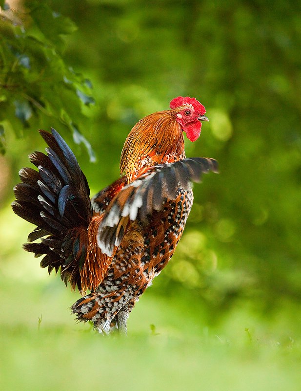 Rooster фото превью