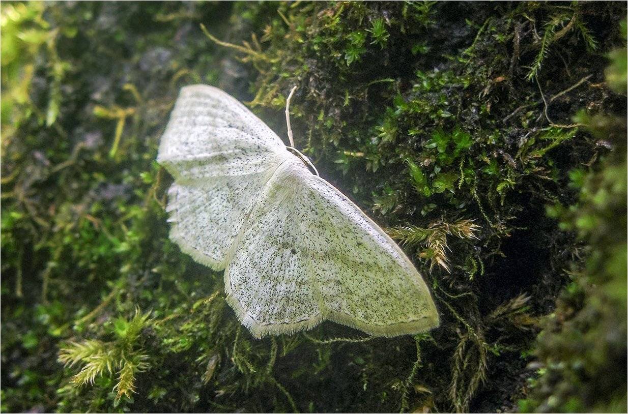 бабочка, пяденица бледная, КарОл