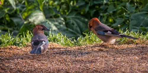 давай с тобой сыграем в прятки и я тебя искать не буду