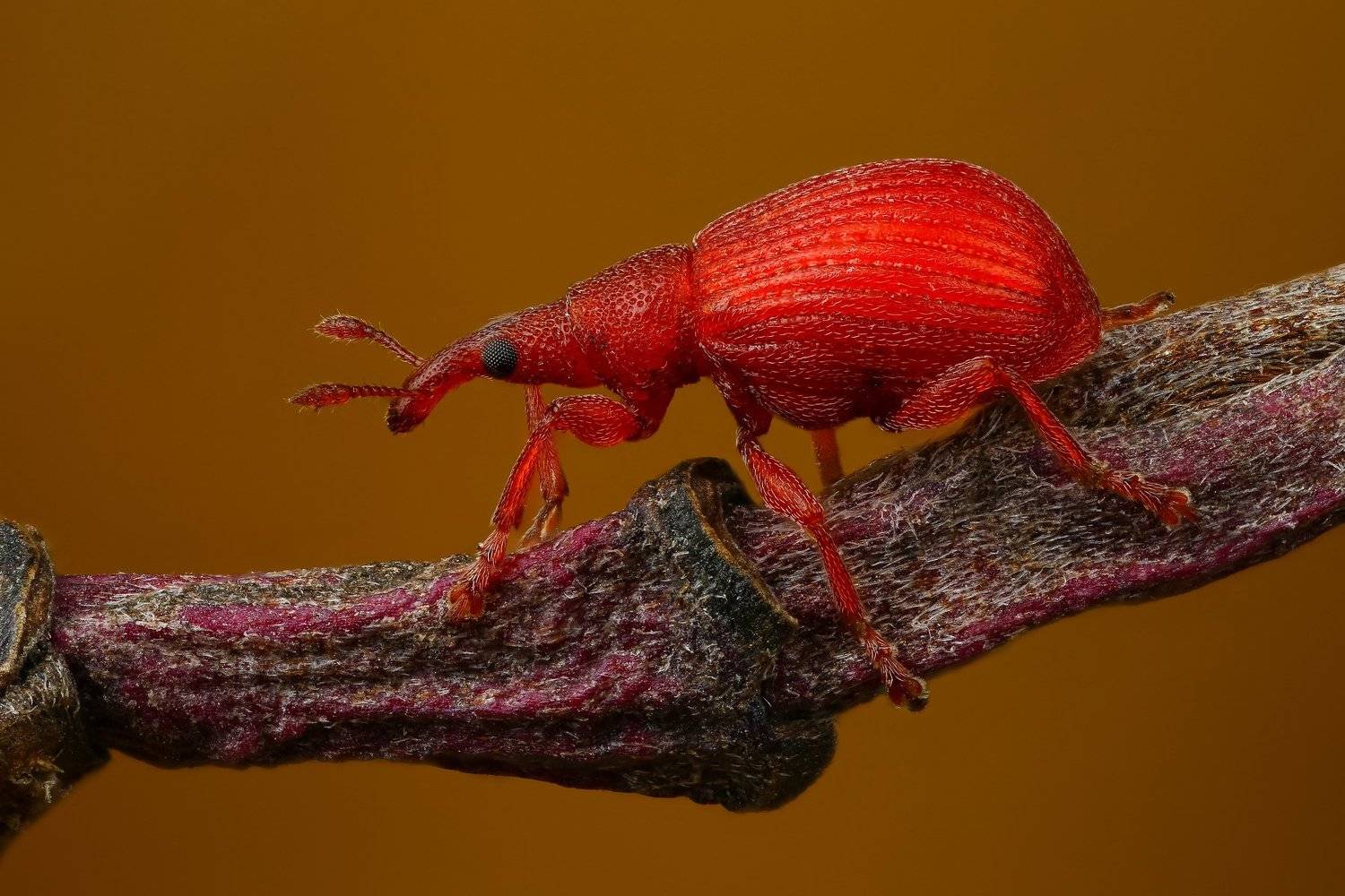 макро,природа,насекомое,животное,жук,долгоносик,цвет,растение,красный,коричневый, Андрей Шаповалов