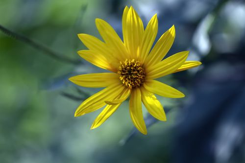 yellow flower on a blur background