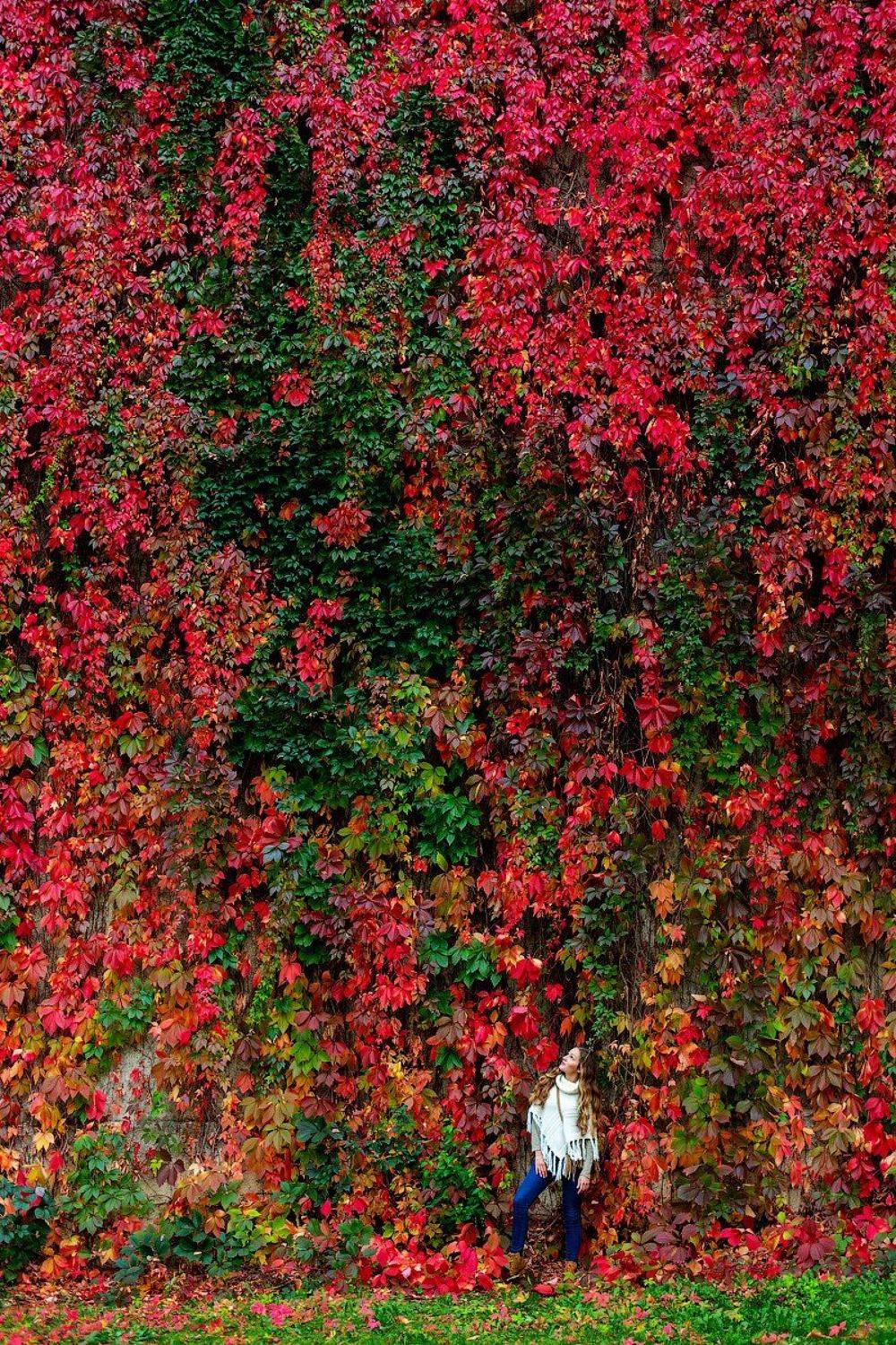 осени, краски, Кулеш Міхаіл