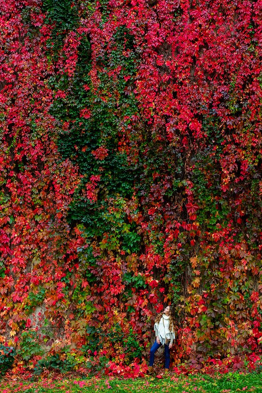 осени, краски Краски осени фото превью