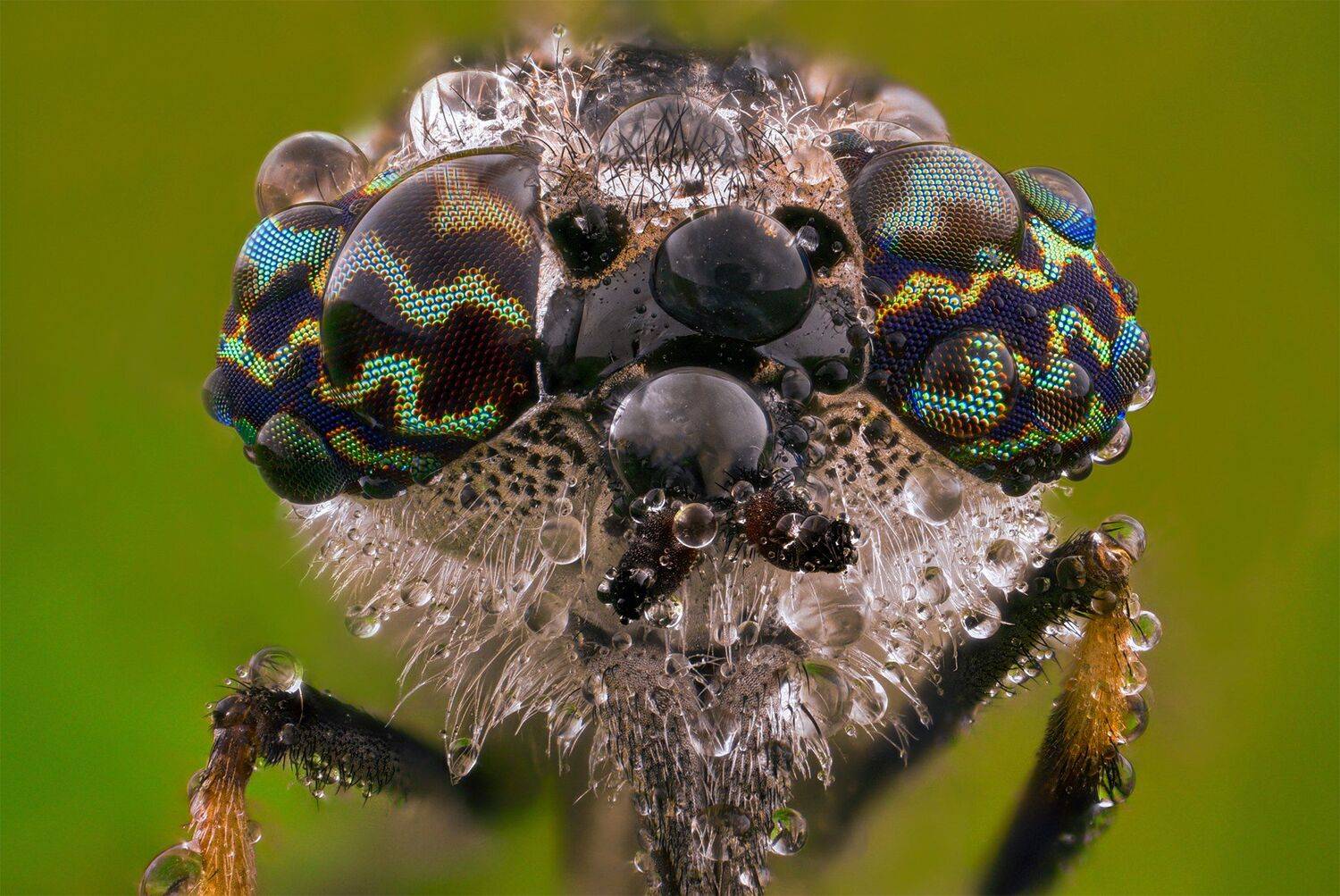 ceclii, macro, lomo 3.7, nikon d3400, Tsvetan Ganev