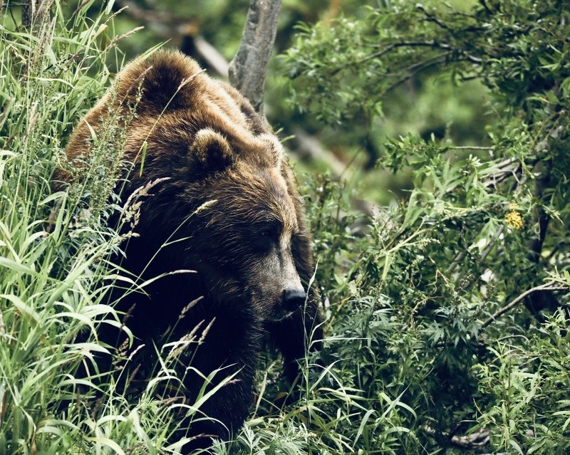 Медведь Камчатка Дикие животные   Случайная встреча  фото превью
