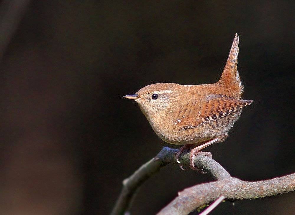 крапивник, лосиный остров,, Михаил Крюков