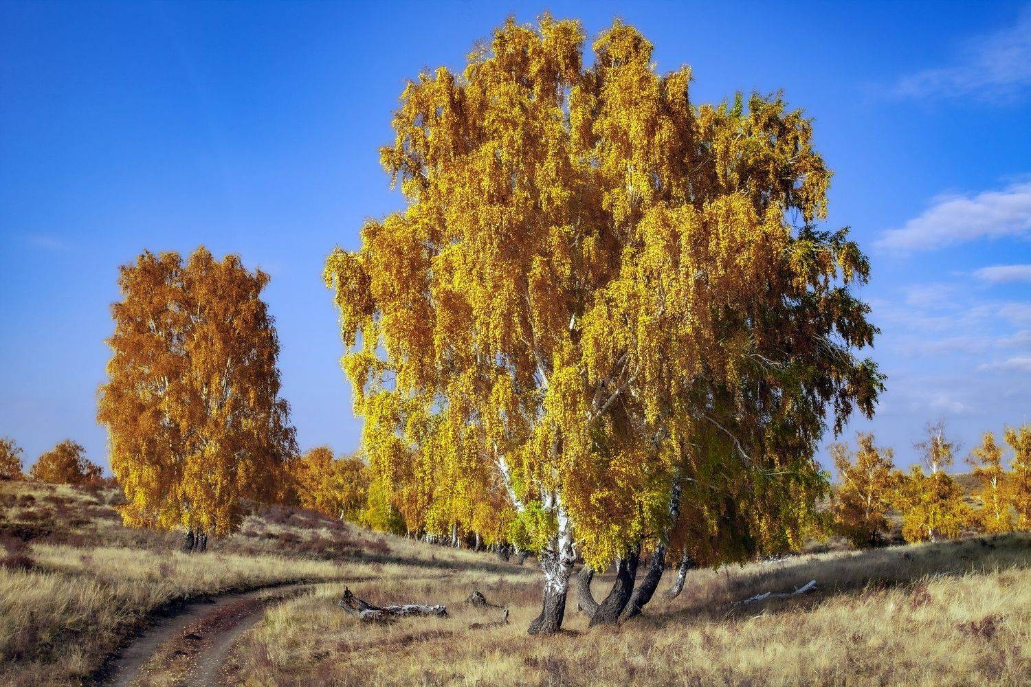 , петр чиков