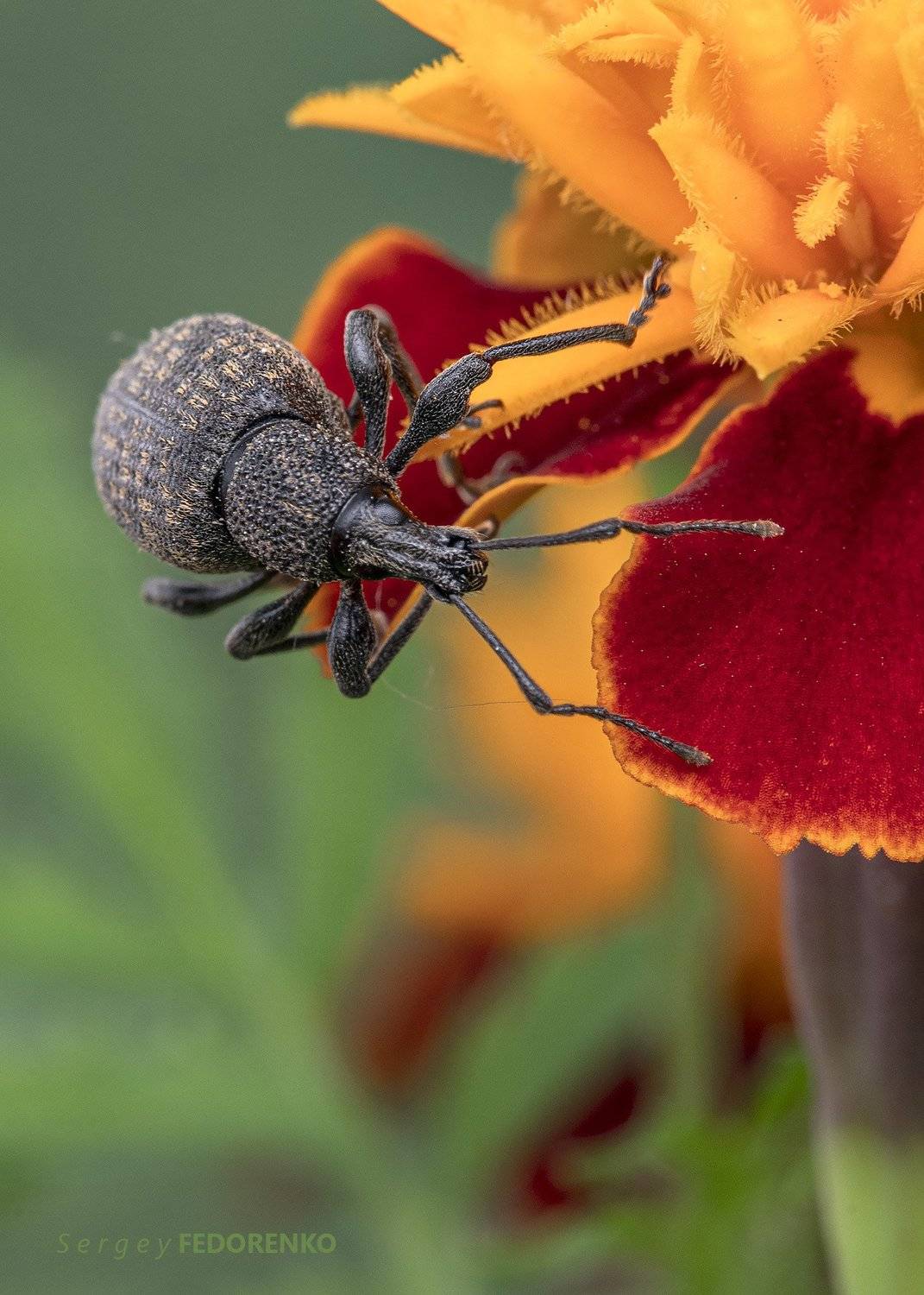 , Сергей Федоренко