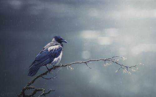 Хокку с дождём...