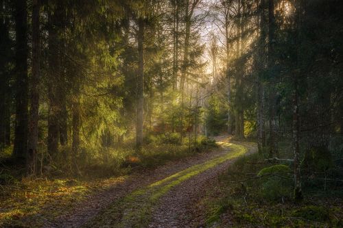 Morning Walk