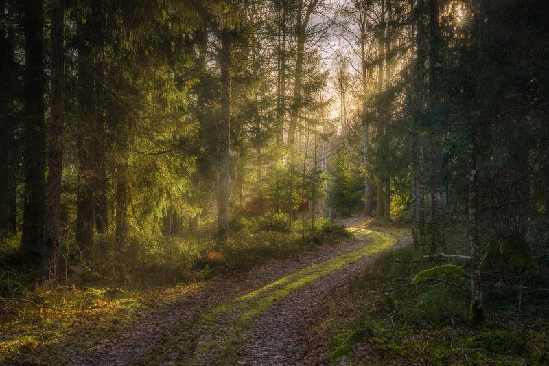 fir, fir-tree, Forest, Hampetorp, Hike, hiking, moss, nature, outdoors, path, Pine, pinewood, Sun, Sun beam, Sun rays, Sun Star, Track, trekking, Unpaved Road, Walk, wander, Wanderlust, Woods Morning Walk фото превью