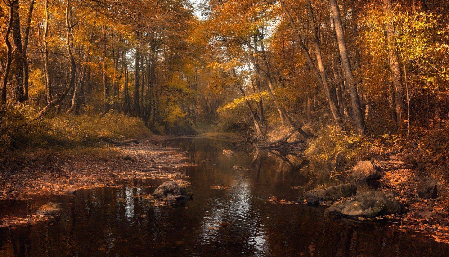 лес, свет, утро, природа, Баранов Олег