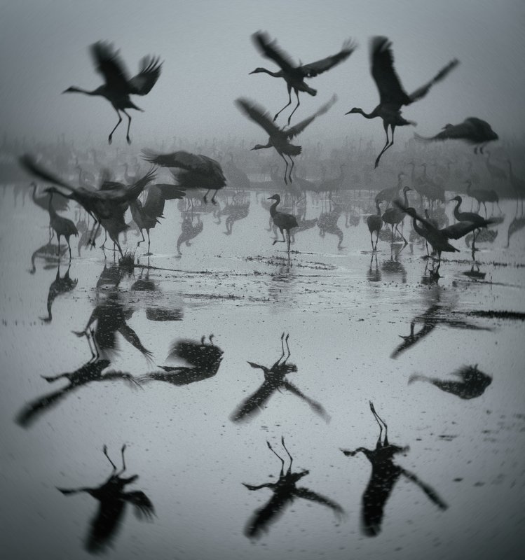 Grey Crane Dance фото превью