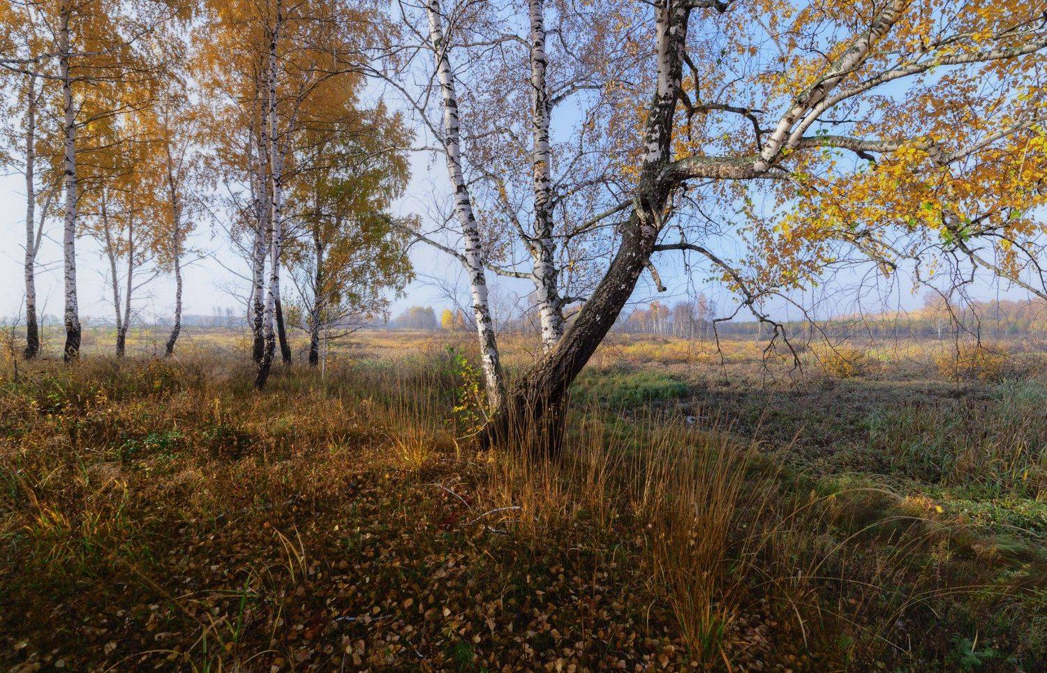 ,  Гобова Наталья