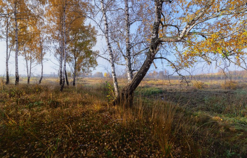 Октябрь, берёзы. фото превью