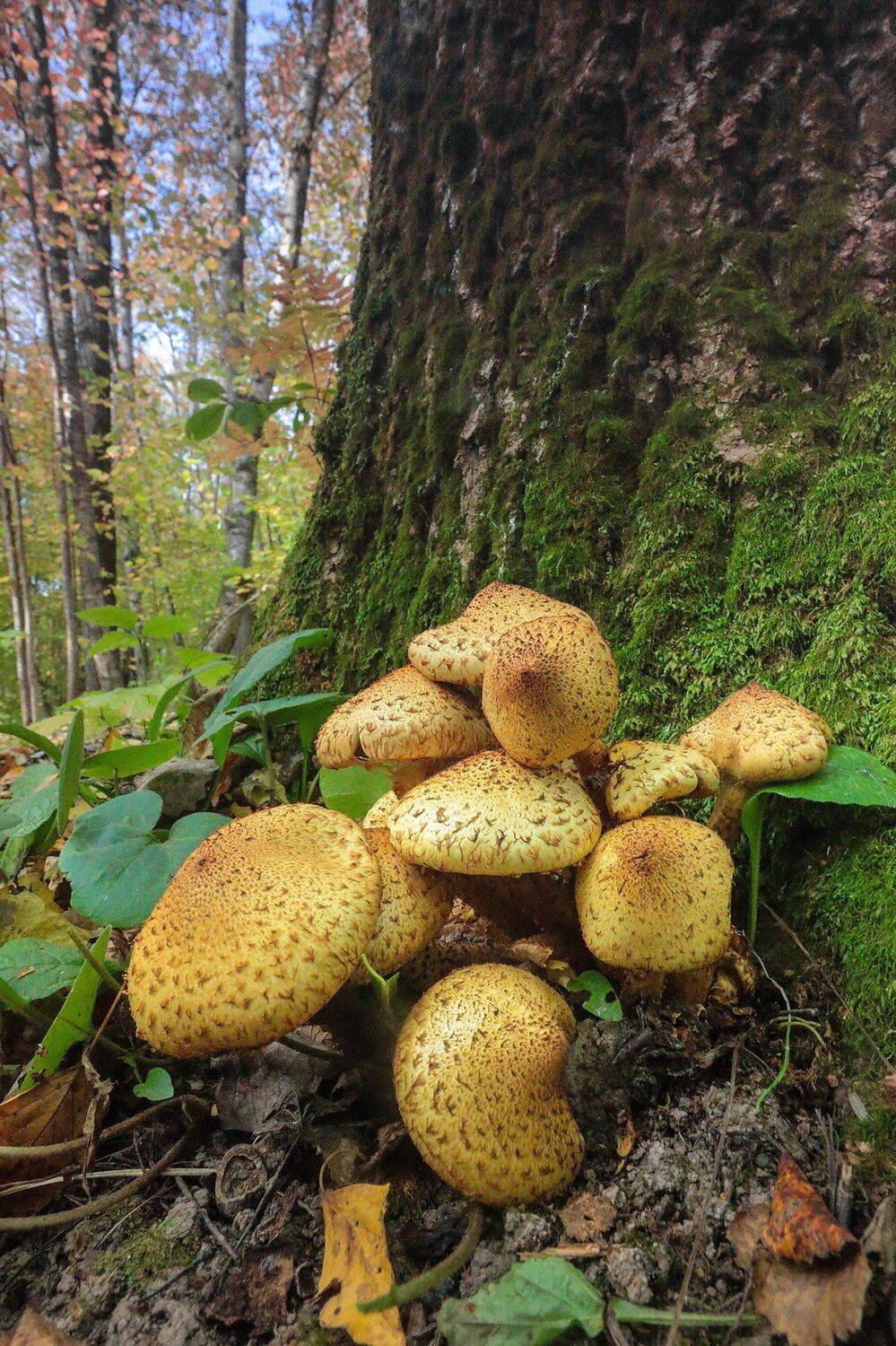 , Галина Горькавая