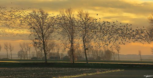 Вечер и птицы..