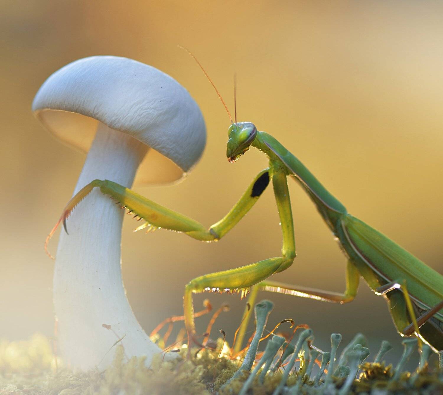 , Лапшина Владлена