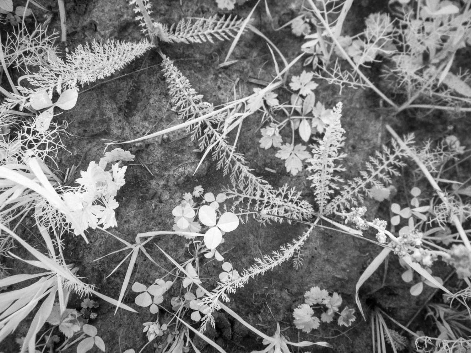 когда позовет тебя море, трава, ромашки, ладога, ir, карелия, растения, Сергей Козинцев