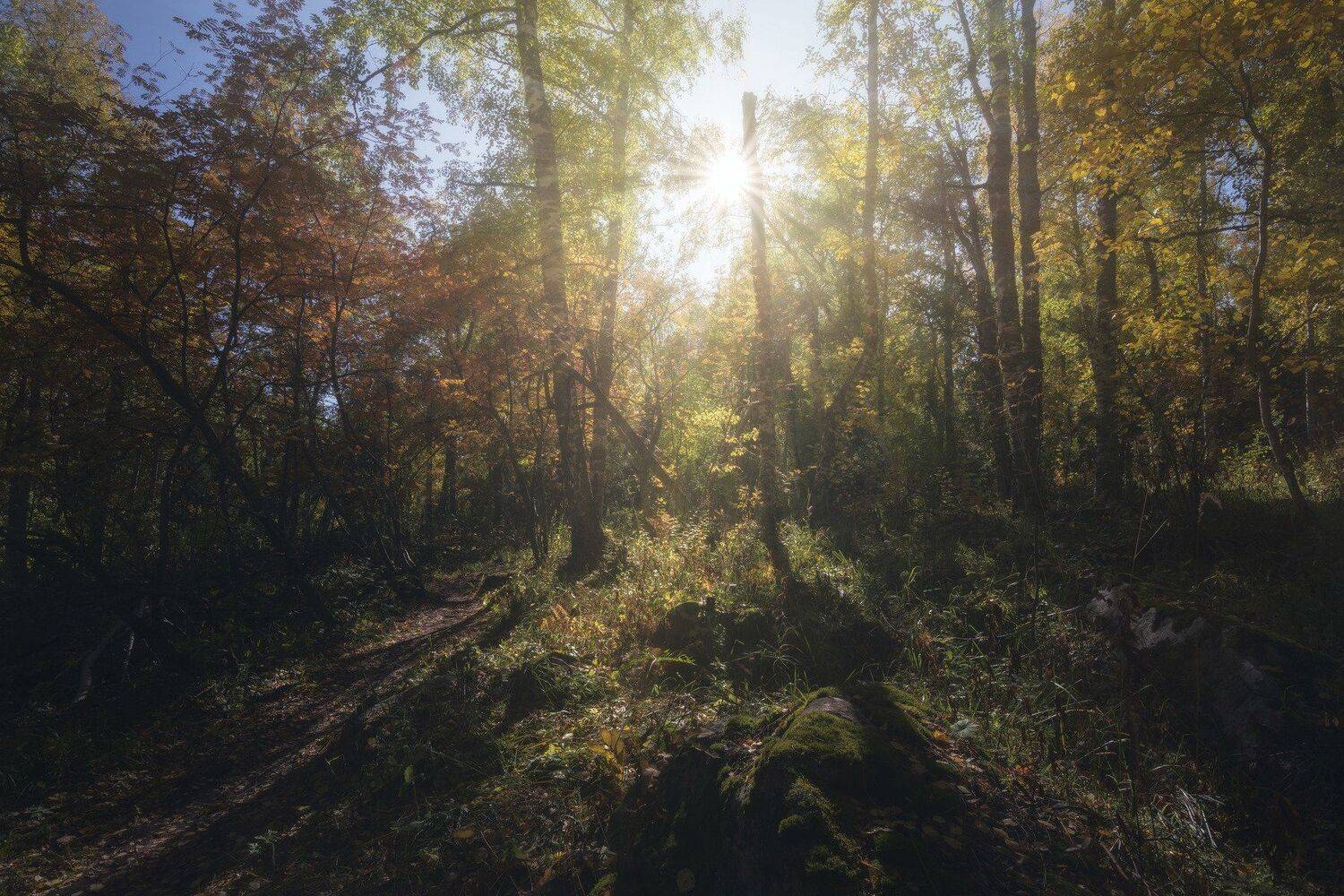 , Андрей Шарапов