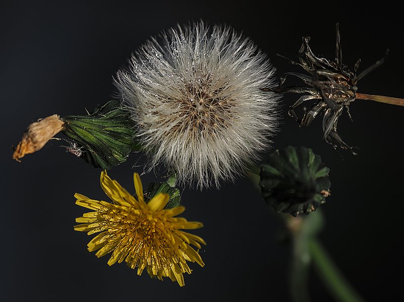 вся жизнь одним кадром фото превью