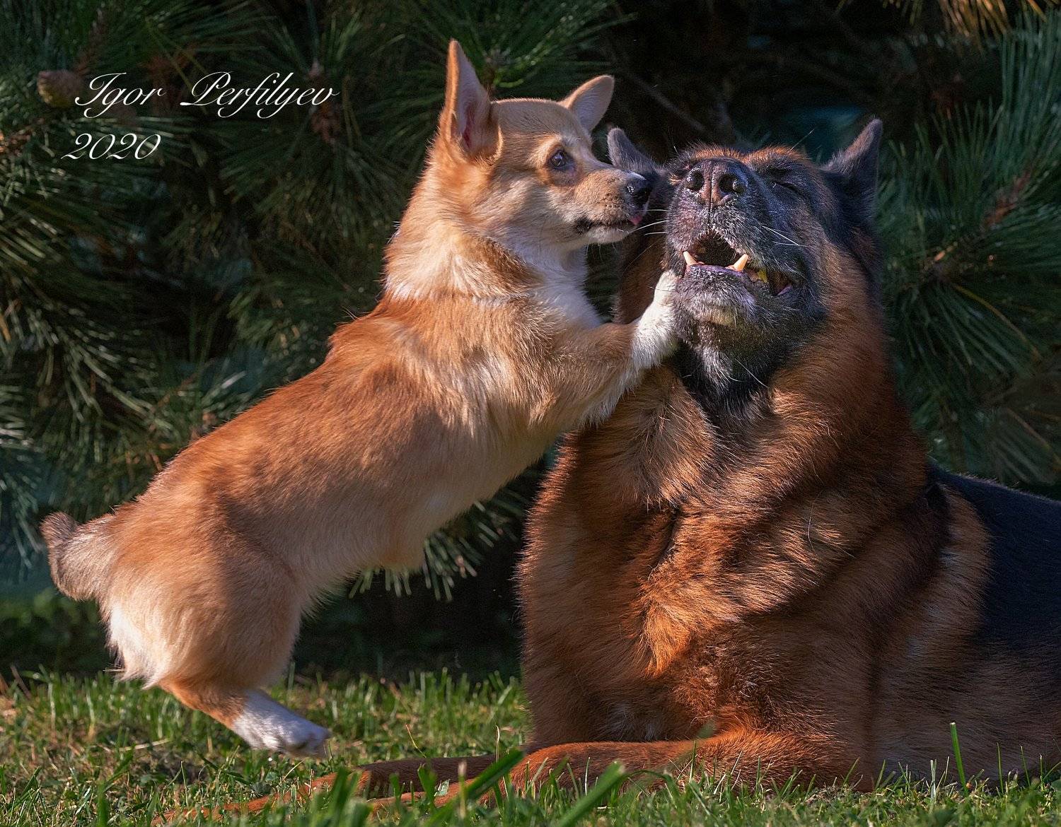 , игорь перфильев