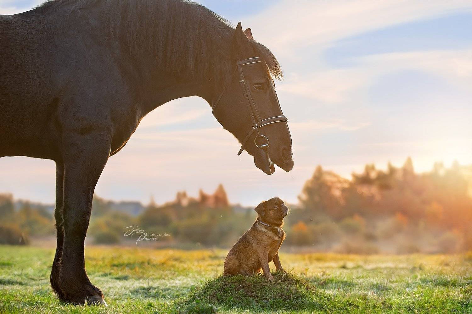 , Светлана Писарева