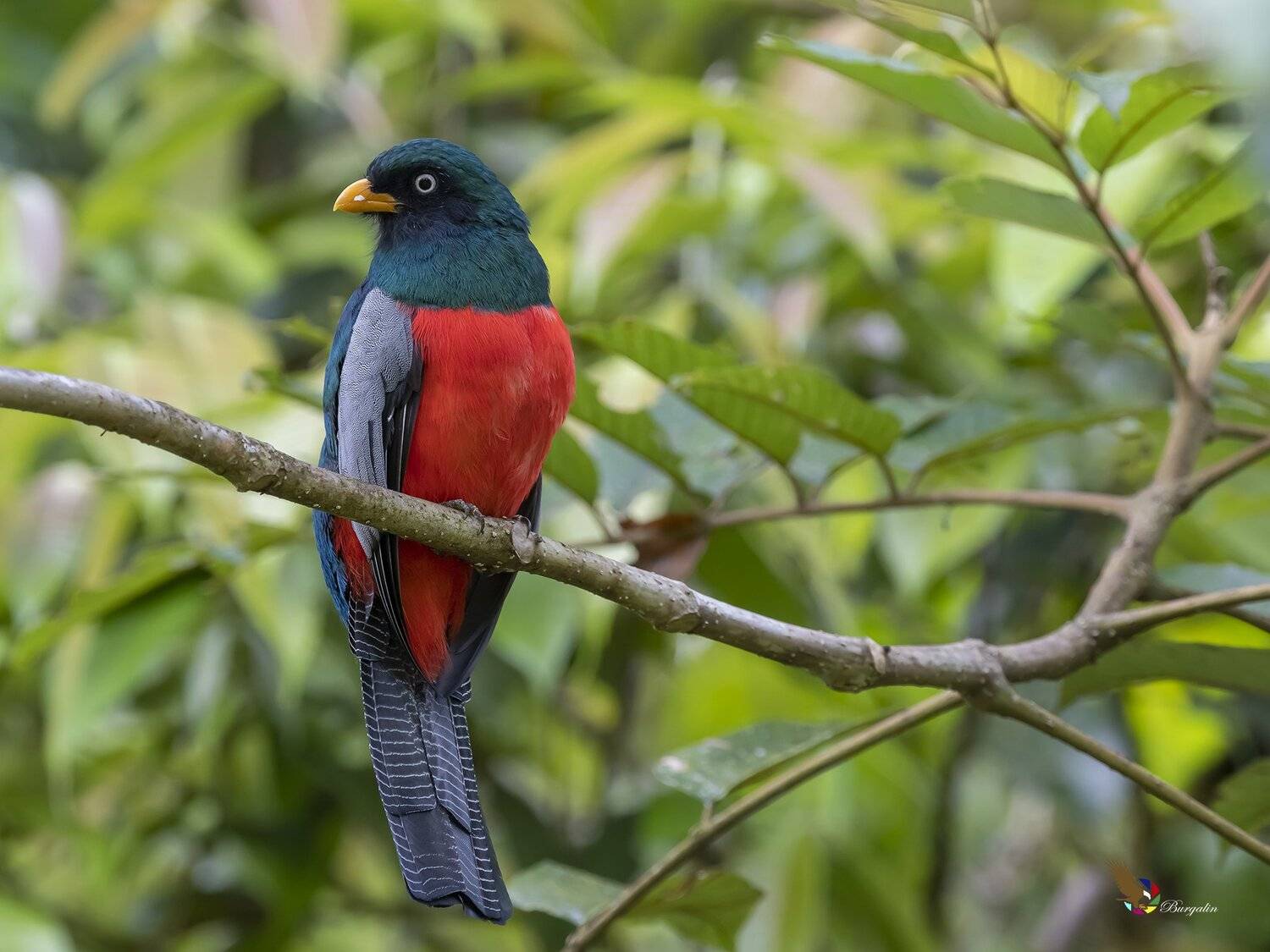 , Fernando Burgalin Sequeira