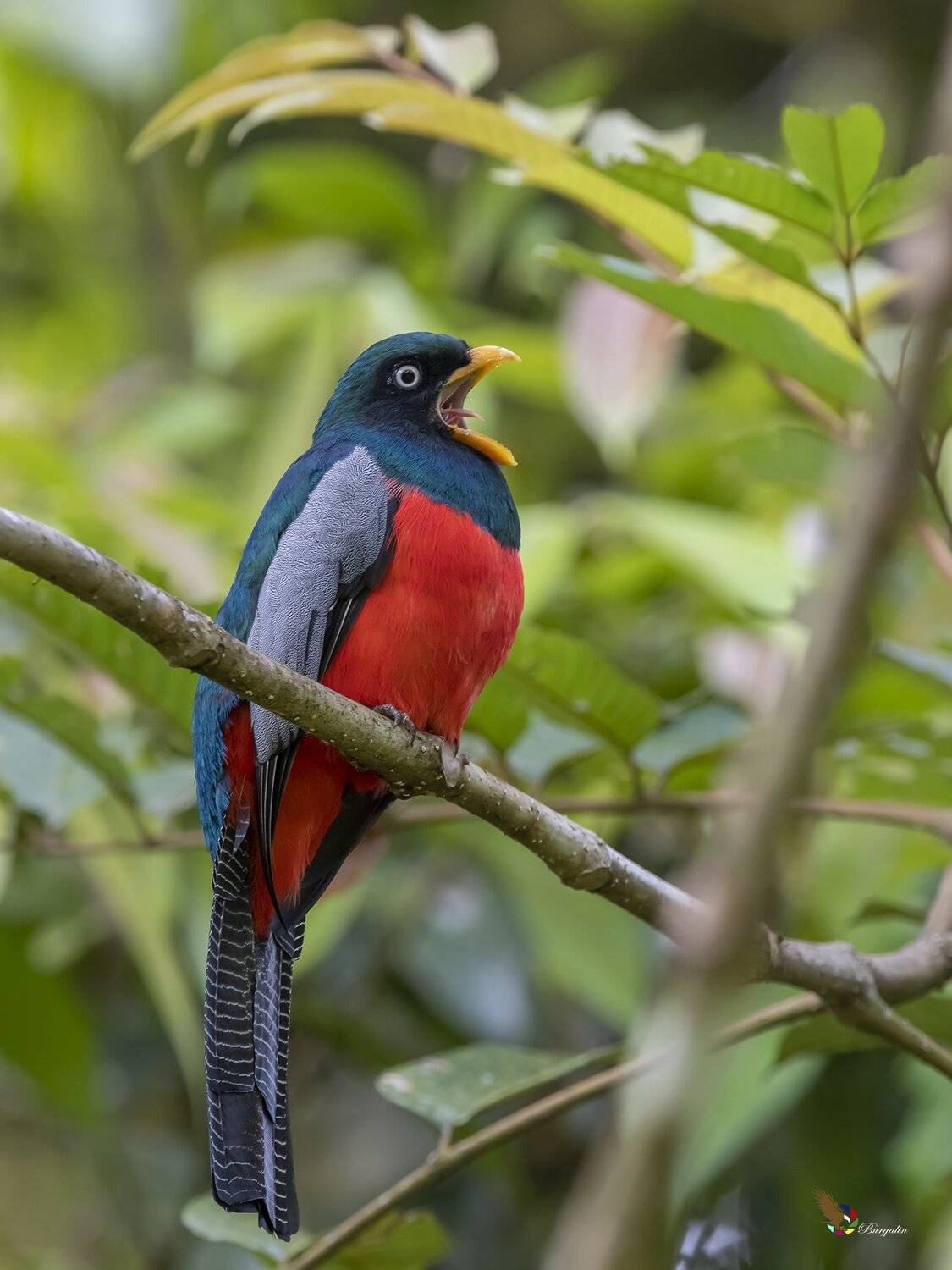 , Fernando Burgalin Sequeira