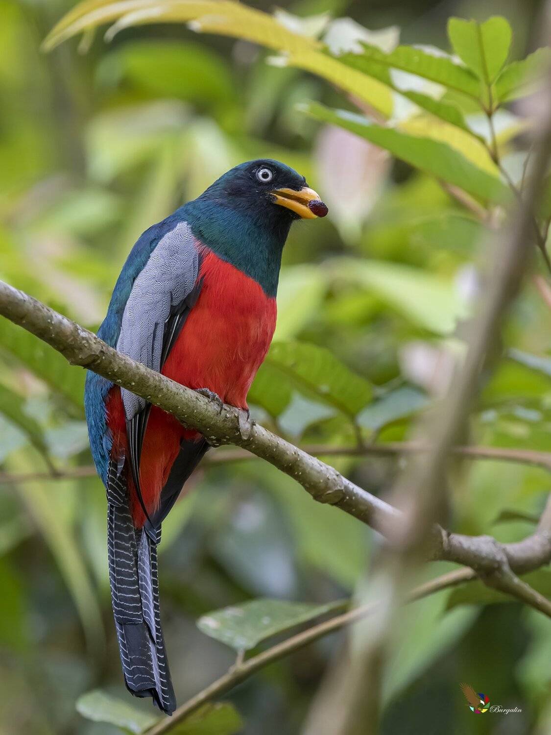 , Fernando Burgalin Sequeira