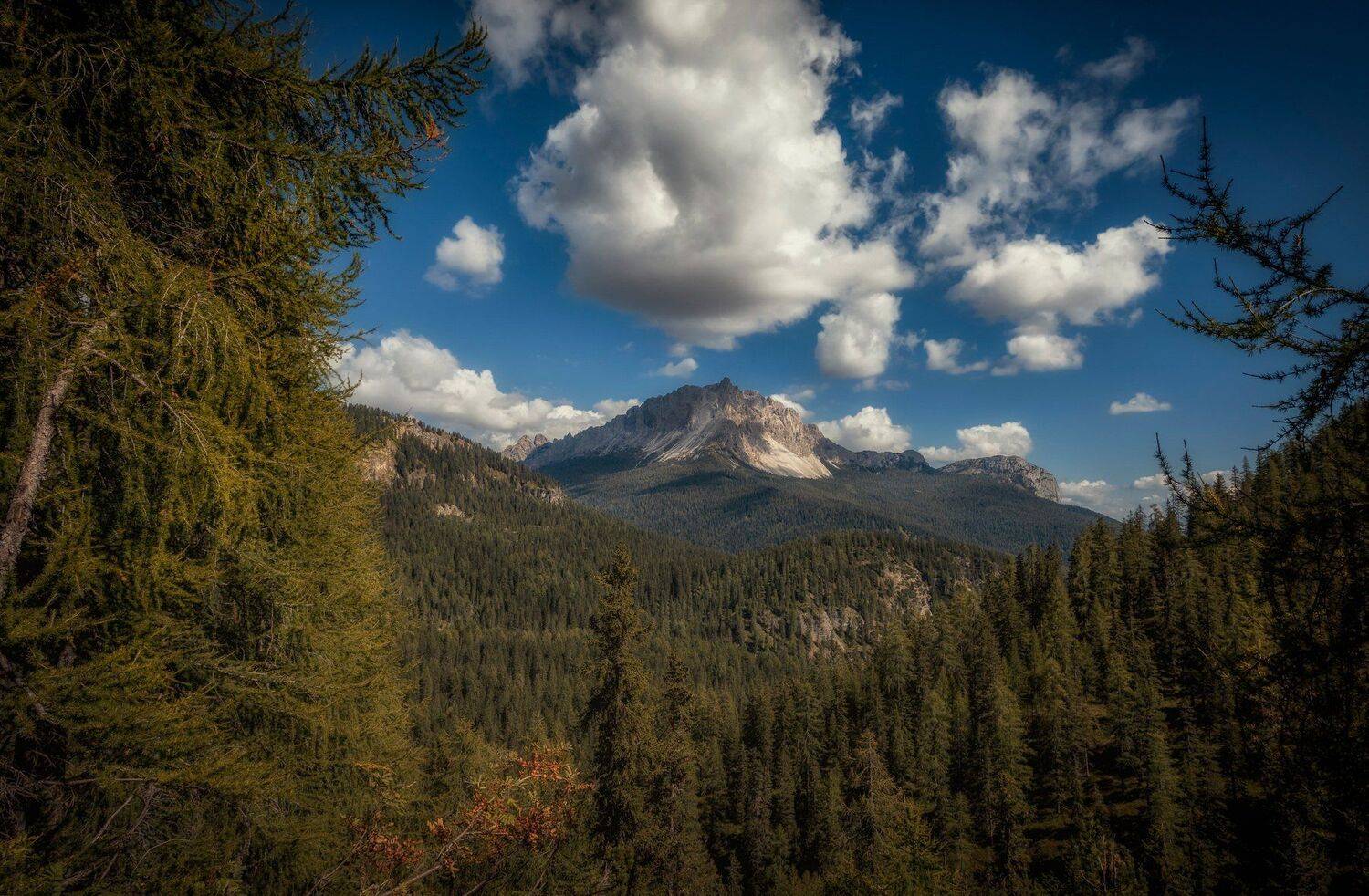 горы, лес, Александр Безмолитвенный
