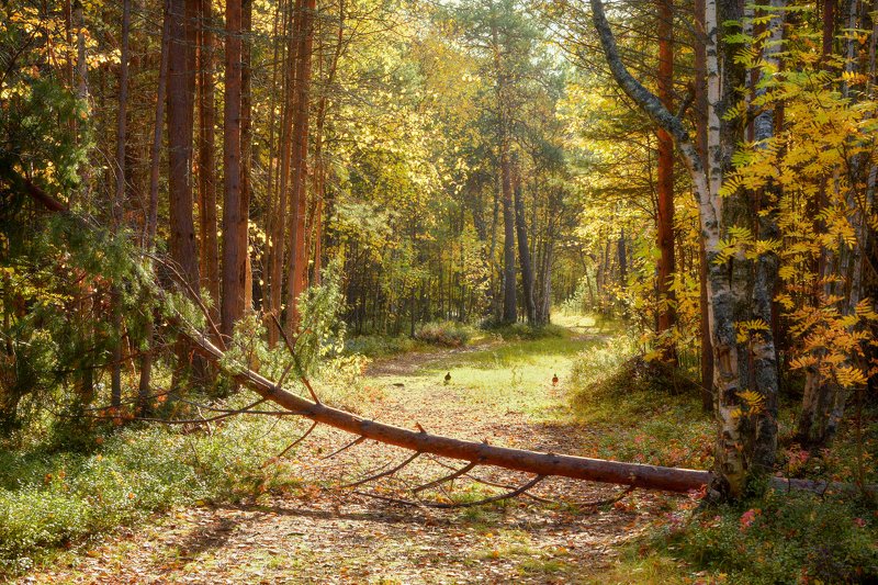 осень, сентябрь, лес, дорога, тишина, кусты, деревья, сосны, рябина Солнечная осень фото превью