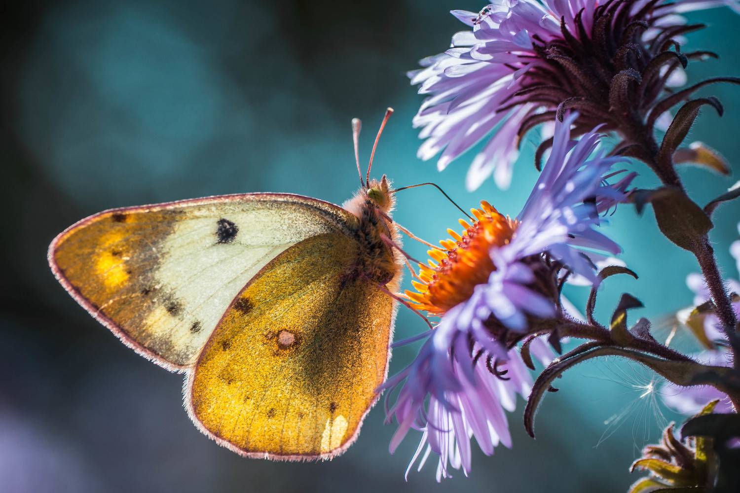 , Роман Зайцев