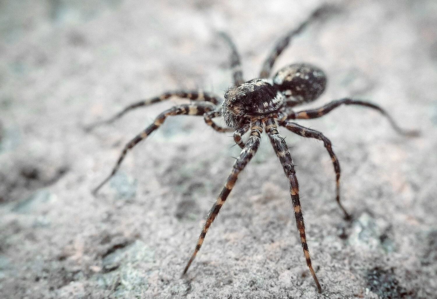 , Рут Андрей