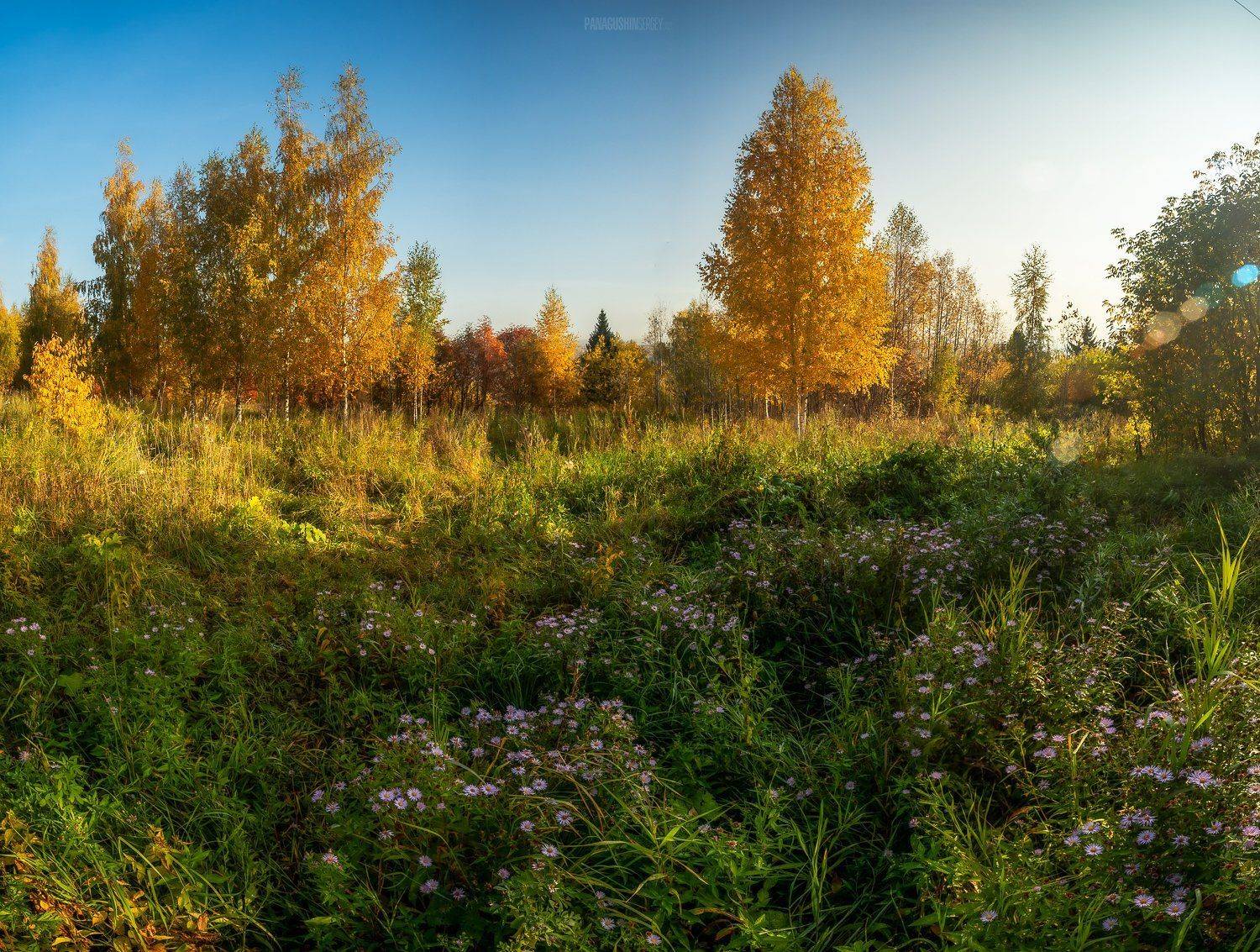 утро, киров, тепло, солнце, берег, вятка, пейзаж, трава, осень, золото, kirov, vyatka, цветы, береза, деревья, сентябрь, Панагушин Сергей