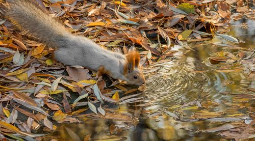 в осенних листьях..