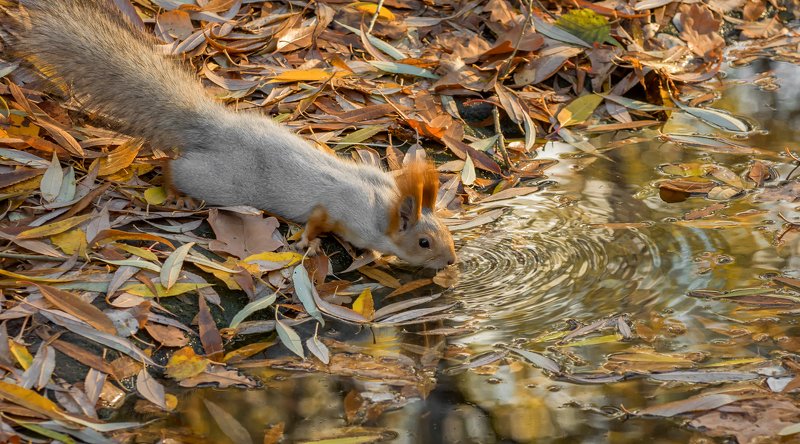 белка, листья, осень.. в осенних листьях.. фото превью