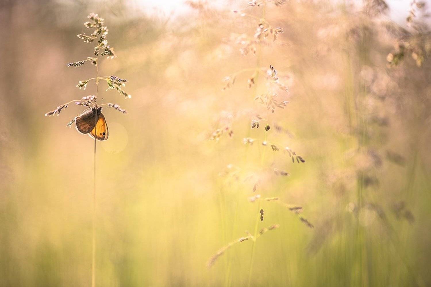 бабочка, утро, свет, цвет, позитив, лето, луг, воронеж, Геннадий Мещеряков