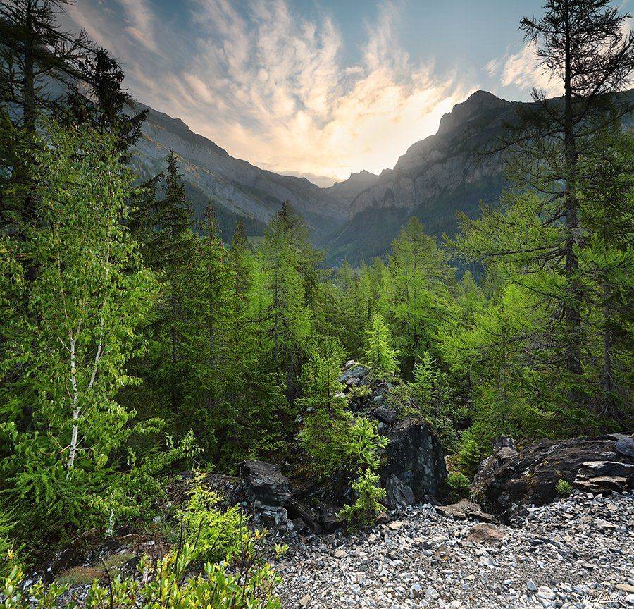 swiss, Матвеев Николай