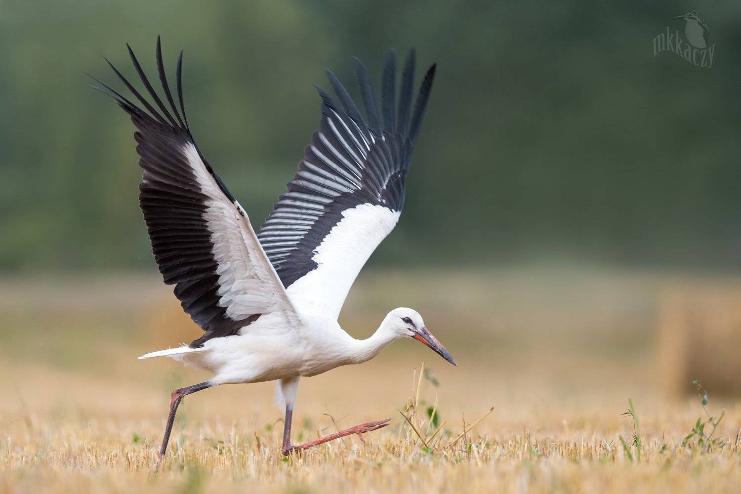 , Marcin Kaczmarkiewicz