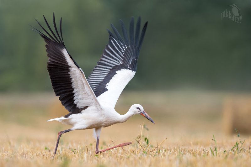 Bocian фото превью