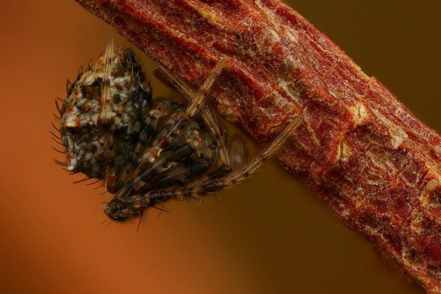 макро,природа,паук,цвет,коричневый,оранжевый,животное,растение, Андрей Шаповалов