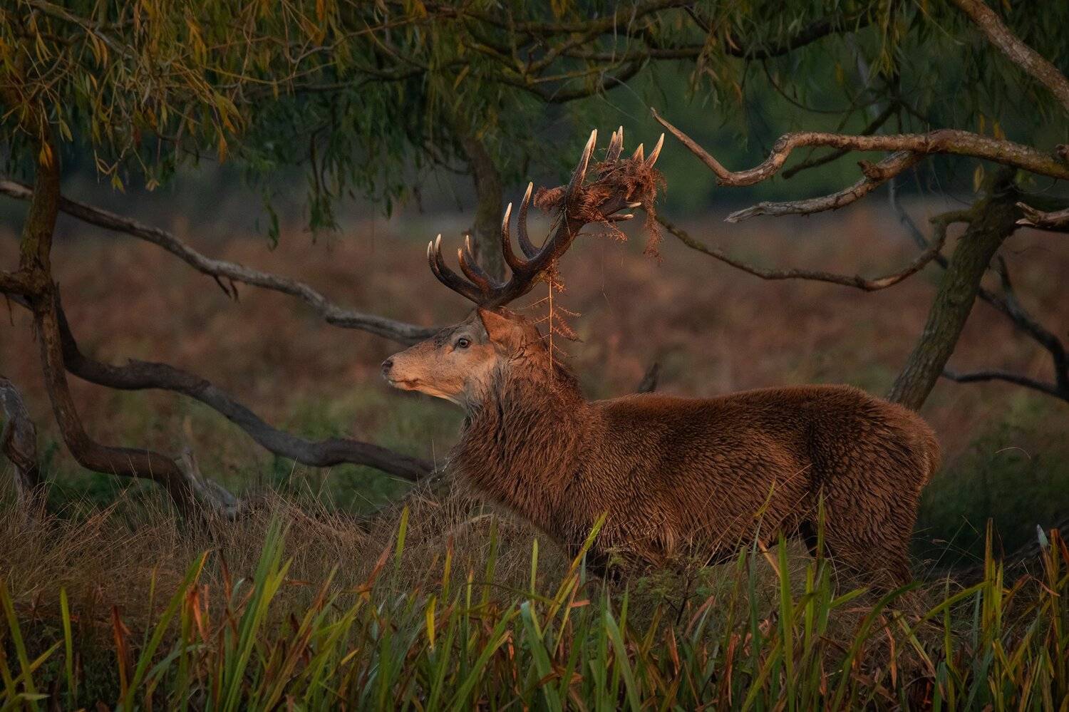 red deer, stag, animals,  nature, wildlife, early morning light, canon,, MARIA KULA