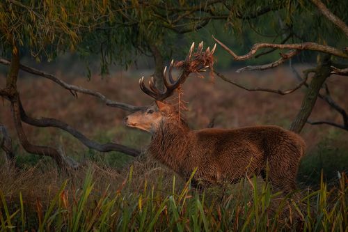 Red Deer Stag