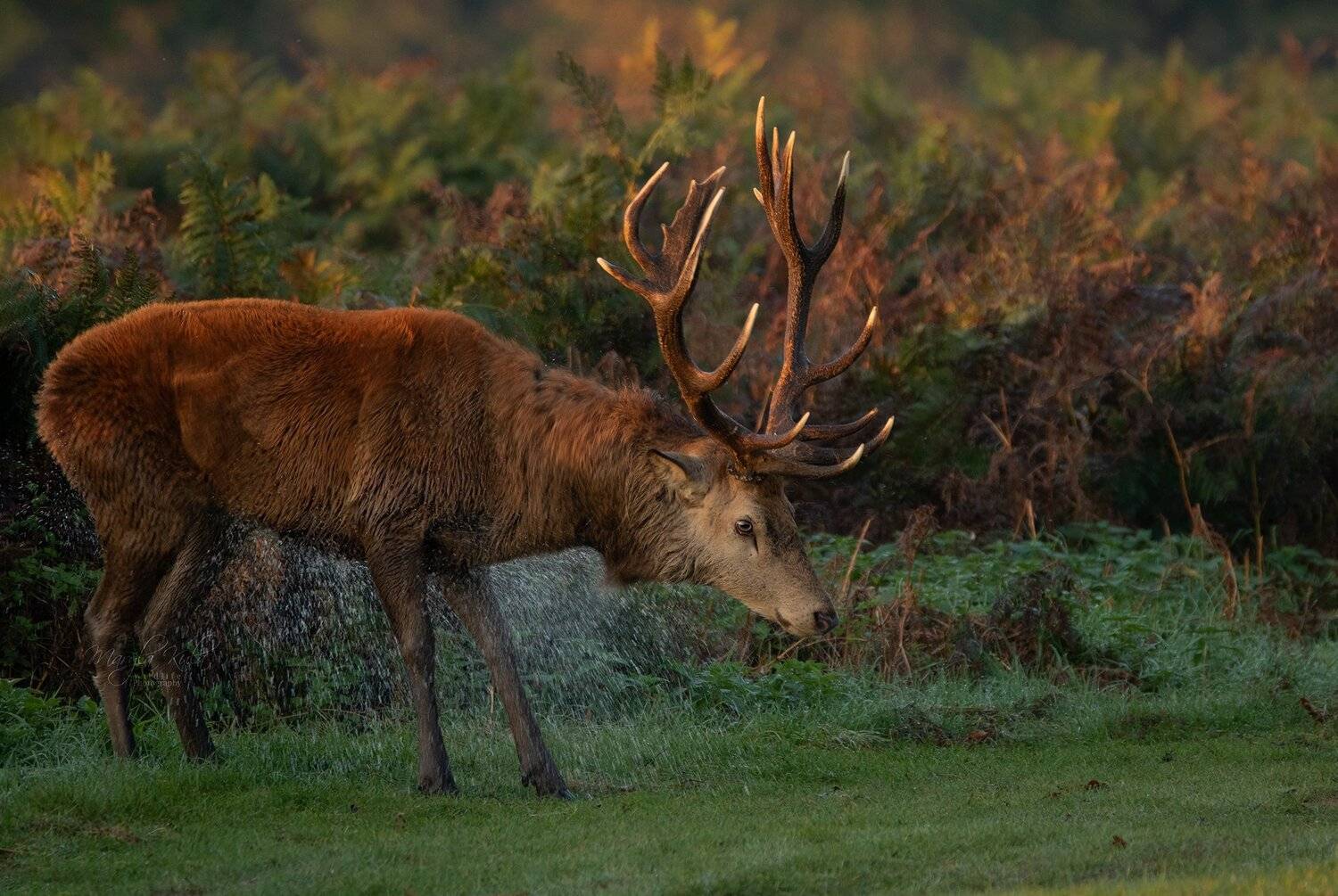 red deer, stag, animals,  nature, wildlife, early morning light, canon,, MARIA KULA