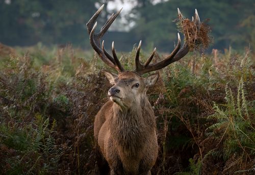 Red Deer Stag
