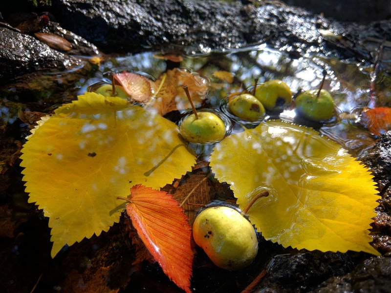 осень,листва,октябрь,макро,сюжет,желтый,натюрморт,отражение,вода,свет, Осенний этюд фото превью
