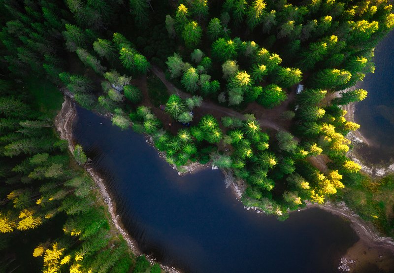 Magic of the forest фото превью