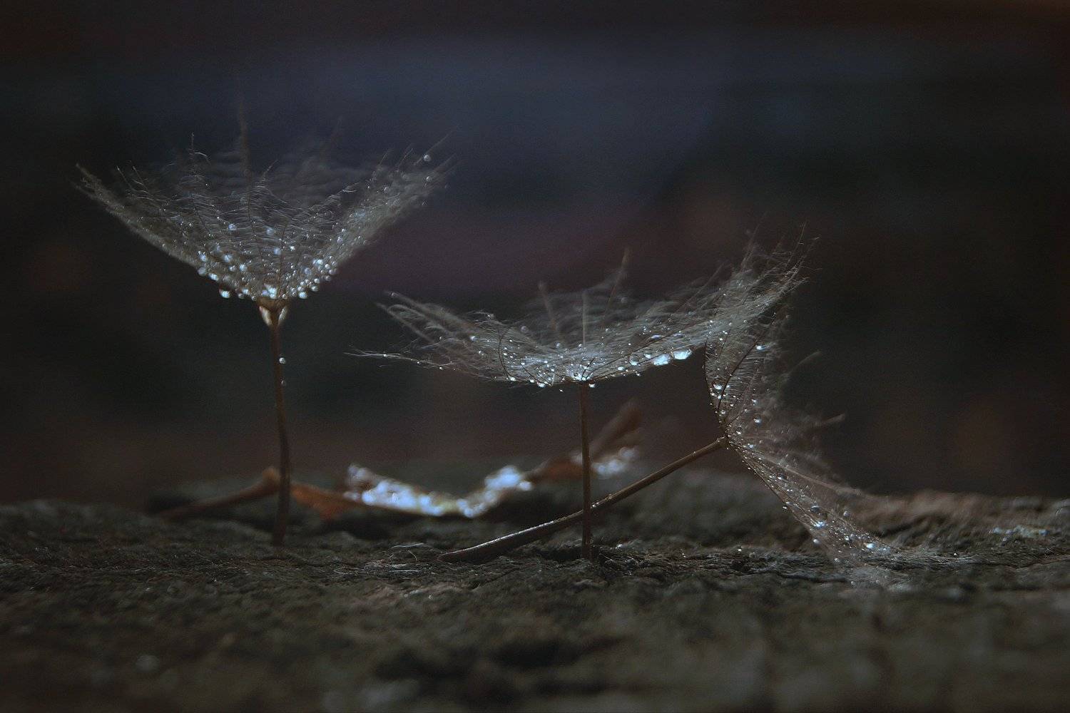 природа осень роса тени лес трава листья макро дождь, Людмила